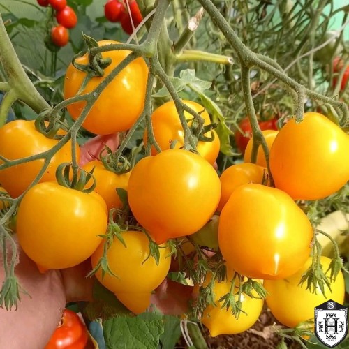 Solanum lycopersicum 'Anna German' - Harilik tomat 'Anna German' P9/0,55L
